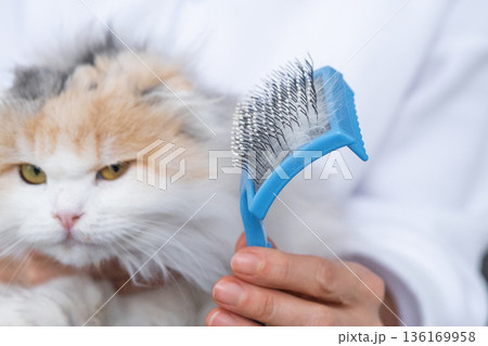 Combed white cat hair on an animal comb close-up 136169958