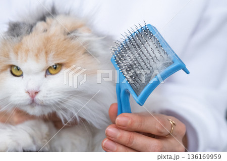 Combed white cat hair on an animal comb close-up Combed white cat hair on an animal comb close-up 136169959