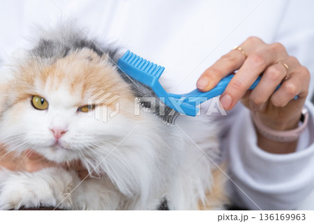 Combing a white domestic cat in close-up, caring its fur with a comb. The cat likes combing 136169963