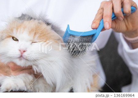 Combing a white domestic cat in close-up, caring its fur with a comb. The cat likes combing Combing a white domestic cat in close-up, caring its fur with a comb. The cat likes combing 136169964