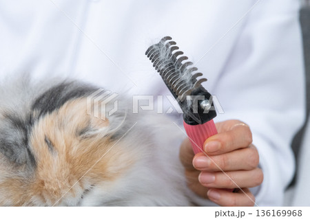 Combed white cat hair on an animal comb close-up Combed white cat hair on an animal comb close-up 136169968