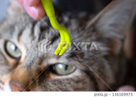 The extracted tick on the cat's tick removal tool 136169973
