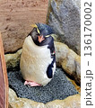 岩の上でくつろぐペンギン 136170002