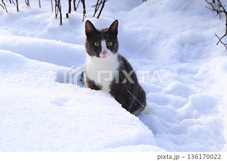 Fluffy gray cat sits in a snowdrift, watching the falling snow. The harsh winter frosts don't faze Siberian cats, who are not afraid of the cold. The concept of compassion 136170022