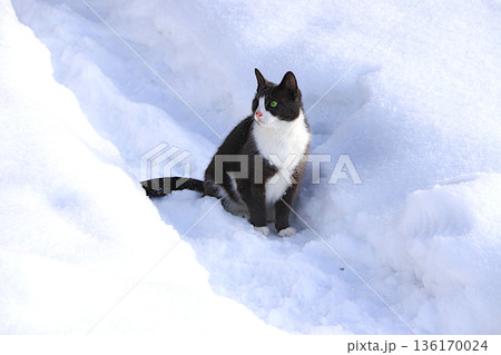 Fluffy gray cat sits in a snowdrift, watching the falling snow. The harsh winter frosts don't faze Siberian cats, who are not afraid of the cold. The concept of compassion Fluffy gray cat sits in a snowdrift, watching the falling snow. The harsh winter frosts don't faze Siberian cats, who are not afraid of the cold. The concept of compassion 136170024