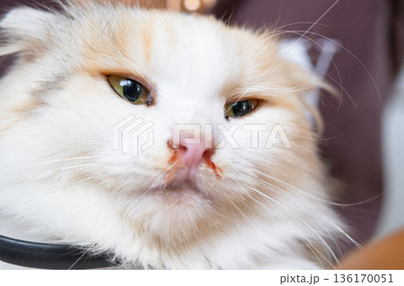 Bloody snot from the nose of a white cat, veterinary treatment of allergies, runny nose, damage to the nasal septum, inflammation and infection Bloody snot from the nose of a white cat, veterinary treatment of allergies, runny nose, damage to the nasal septum, inflammation and infection 136170051