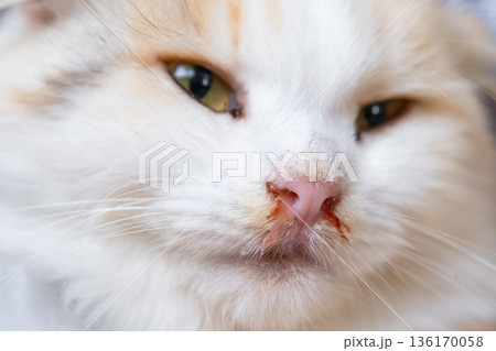 Bloody snot from the nose of a white cat, veterinary treatment of allergies, runny nose, damage to the nasal septum, inflammation and infection 136170058