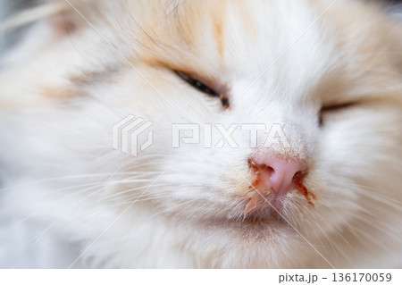 Bloody snot from the nose of a white cat, veterinary treatment of allergies, runny nose, damage to the nasal septum, inflammation and infection 136170059