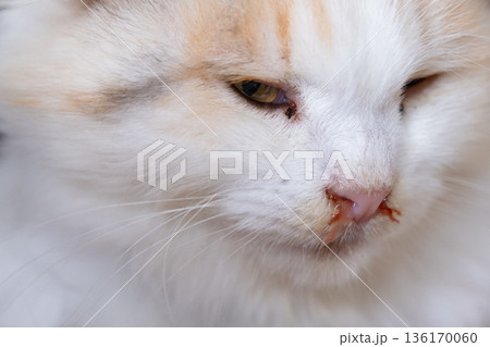 Bloody snot from the nose of a white cat, veterinary treatment of allergies, runny nose, damage to the nasal septum, inflammation and infection 136170060