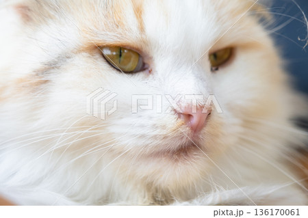 The face of a white cat with eyes with conjunctivitis and snot, close-up. Veterinary medicine The face of a white cat with eyes with conjunctivitis and snot, close-up. Veterinary medicine 136170061