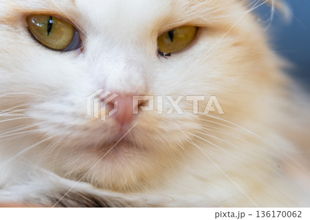 The face of a white cat with eyes with conjunctivitis and snot, close-up. Veterinary medicine 136170062