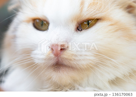 The face of a white cat with eyes with conjunctivitis and snot, close-up. Veterinary medicine 136170063
