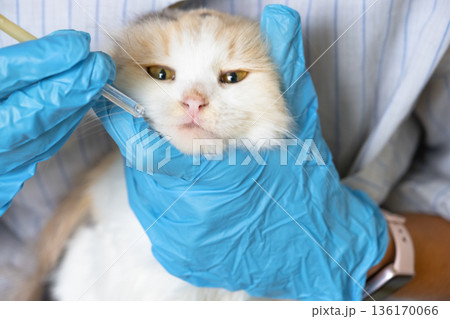 A veterinarian in rubber gloves drops medicine for the common cold into a cat's nose. Pet treatment colds and allergies at home 136170066
