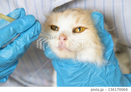 A veterinarian in rubber gloves drops medicine for the common cold into a cat's nose. Pet treatment colds and allergies at home A veterinarian in rubber gloves drops medicine for the common cold into a cat's nose. Pet treatment colds and allergies at home 136170068