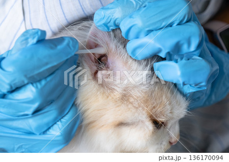 Veterinarian's hands in rubber gloves clean the ears with a cotton swab fold ears of a white cat 136170094