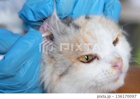 Veterinarian's hands in rubber gloves clean the ears with a cotton swab fold ears of a white cat 136170097
