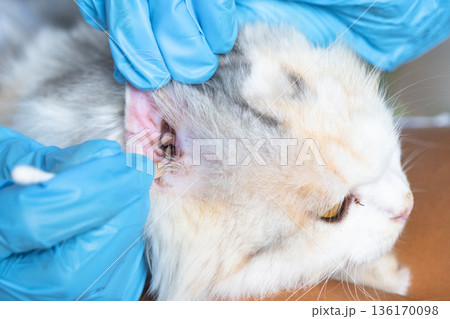Veterinarian's hands in rubber gloves clean the ears with a cotton swab fold ears of a white cat Veterinarian's hands in rubber gloves clean the ears with a cotton swab fold ears of a white cat 136170098