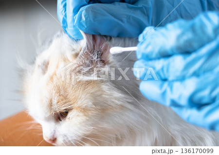 Veterinarian's hands in rubber gloves clean the ears with a cotton swab fold ears of a white cat Veterinarian's hands in rubber gloves clean the ears with a cotton swab fold ears of a white cat 136170099