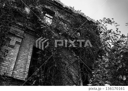 Abandoned Brick Building Covered With Ivy 136170161