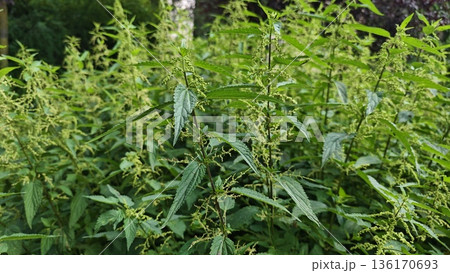 Green nettle plants growing densely in a natural forest clearing with fresh leaves and soft daylight. Concept of wild nature medicinal herb and untouched ecosystem growth Green nettle plants growing densely in a natural forest clearing with fresh leaves and soft daylight. Concept of wild nature medicinal herb and untouched ecosystem growth 136170693