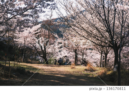 [三井寺]美しい桜が咲き誇る風景 136170811