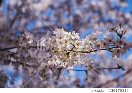 [三井寺]美しい桜が咲き誇る風景 136170813