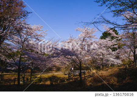 [三井寺]美しい桜が咲き誇る風景 136170816