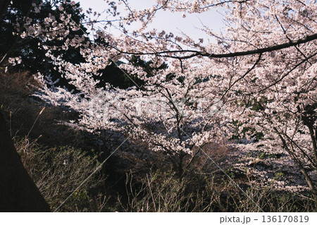 [三井寺]美しい桜が咲き誇る風景 136170819