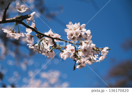 [三井寺]美しい桜が咲き誇る風景 136170820