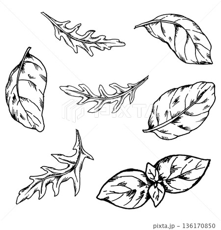 Black and white vector illustration of arugula and basil leaves. Hand drawn aromatic herbs in ink line art style for restaurant menus, food packaging, cooking concepts and cuisine related designs 136170850