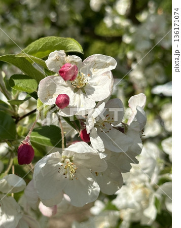 Blooming Apple tree with white flowers and pink buds. Spring flowers in garden Blooming Apple tree with white flowers and pink buds. Spring flowers in garden 136171074