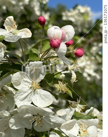 Blooming Apple tree with white flowers and pink buds. Spring flowers in garden Blooming Apple tree with white flowers and pink buds. Spring flowers in garden 136171075