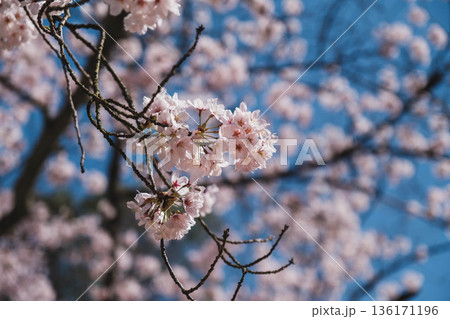 [三井寺]美しい桜が咲く風景 136171196