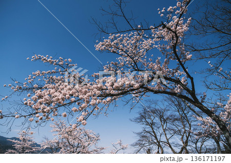 [三井寺]美しい桜が咲く風景 136171197
