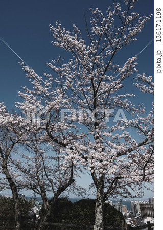 [三井寺]美しい桜が咲く風景 136171198