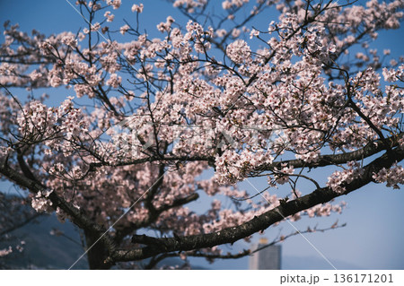 [三井寺]美しい桜が咲く風景 136171201