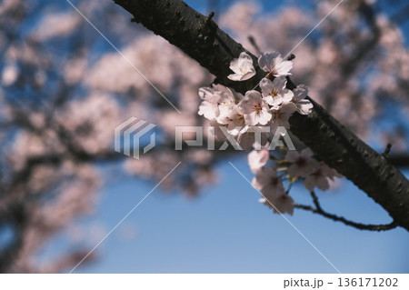 [三井寺]美しい桜が咲く風景 136171202