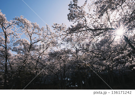[三井寺]美しい桜が咲き誇る風景 136171242