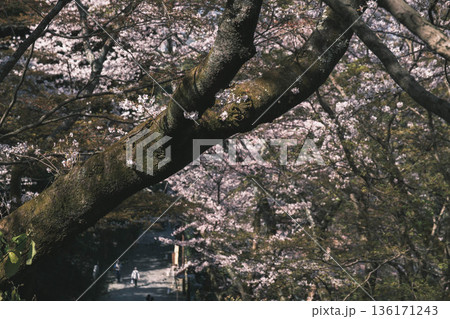 [三井寺]美しい桜が咲き誇る風景 136171243