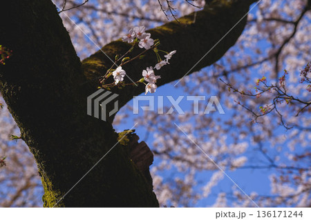 [三井寺]美しい桜が咲き誇る風景 136171244