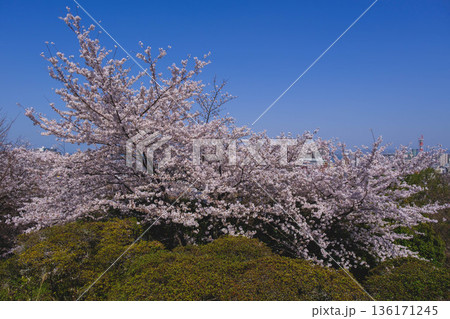 [三井寺]美しい桜が咲き誇る風景 136171245