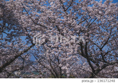 [三井寺]美しい桜が咲き誇る風景 136171248