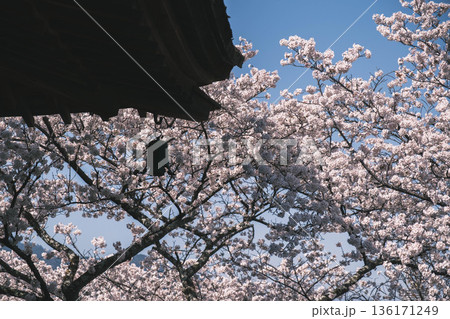 [三井寺]美しい桜が咲き誇る風景 136171249