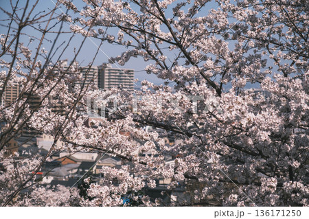 [三井寺]美しい桜が咲き誇る風景 136171250
