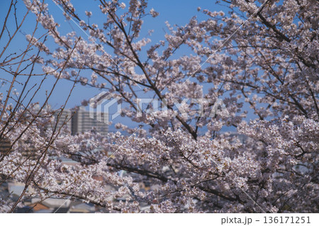 [三井寺]美しい桜が咲き誇る風景 136171251