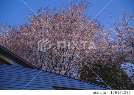 [三井寺]美しい桜が咲き誇る風景 136171253
