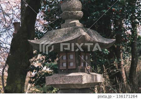 [三井寺]歴史深いお寺の境内の風景 136171264