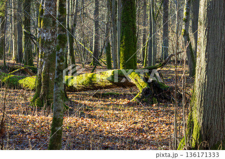 Old deadwood log overgrown with bright green moss Old deadwood log overgrown with bright green moss 136171333