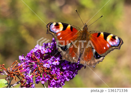 European Peacock Butterfly(Aglais io) resting on purple buddleia bloom 136171336