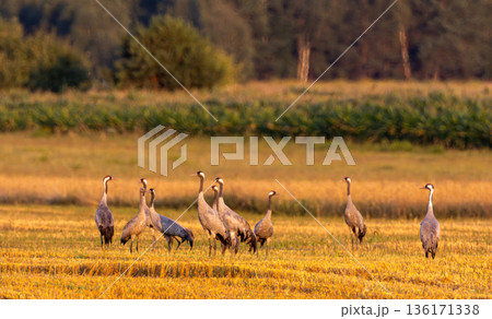 Cranes(Grus grus) in summertime sunset light 136171338